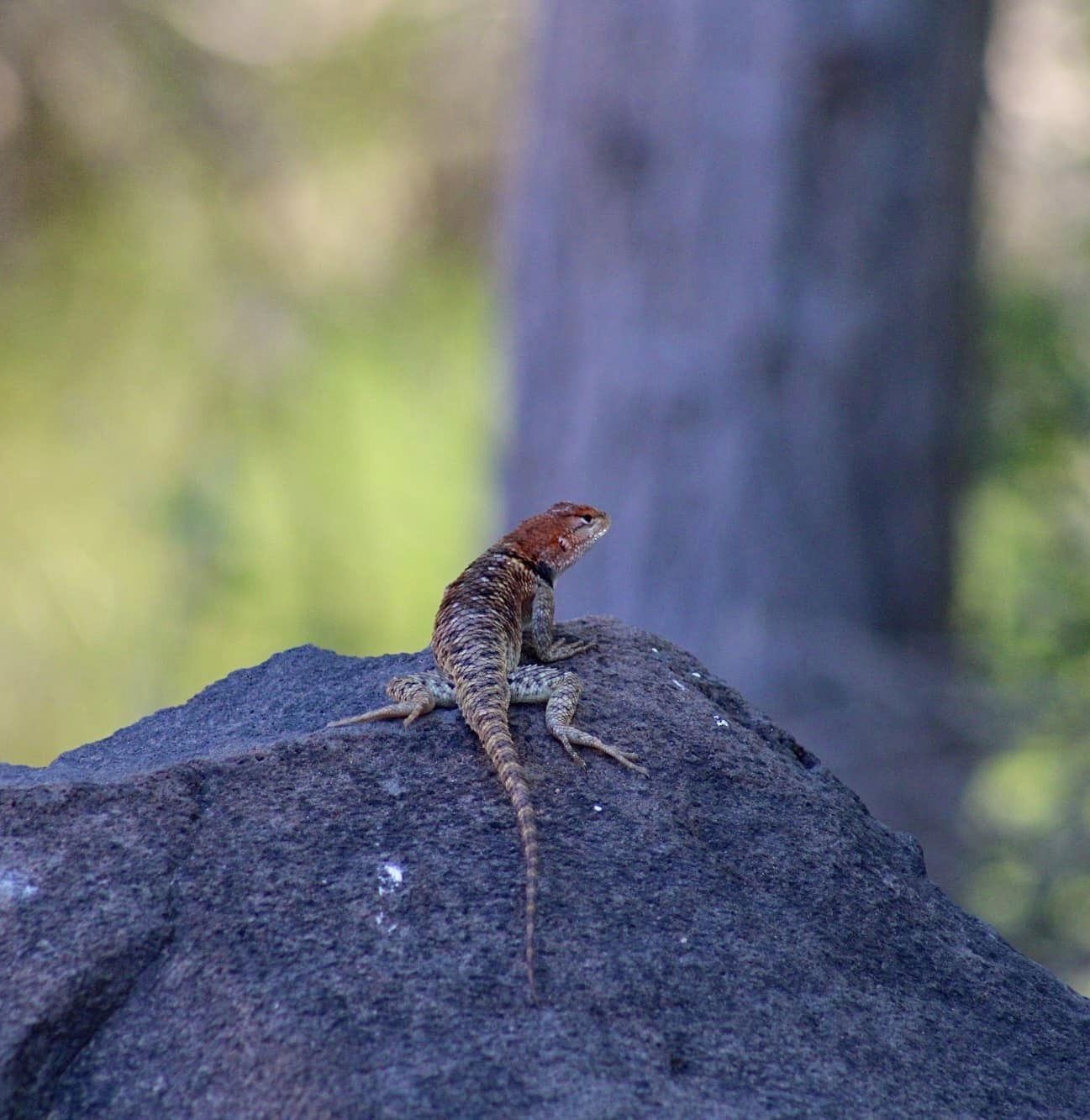 Lizard on a rock